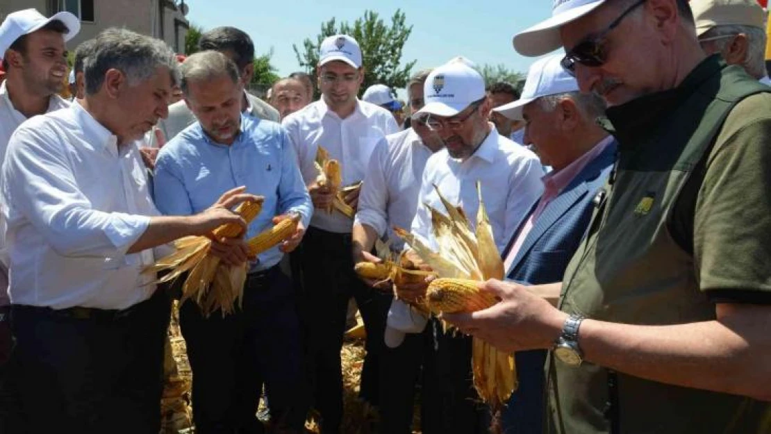 Amik Ovası'nda mısır hasadı başladı