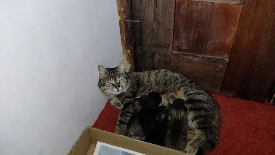 Anne kedi ve yavruları Hacı Bayram Camii'ni mesken tuttu