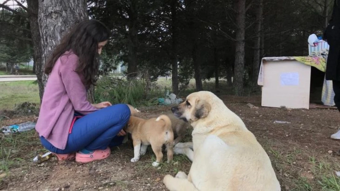 Anne köpek sonunda hastane bahçesini yuva belledi