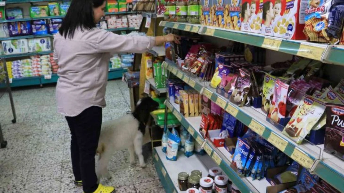 Anneleri ölmüş kuzulara evinde bebek gibi bakıyor