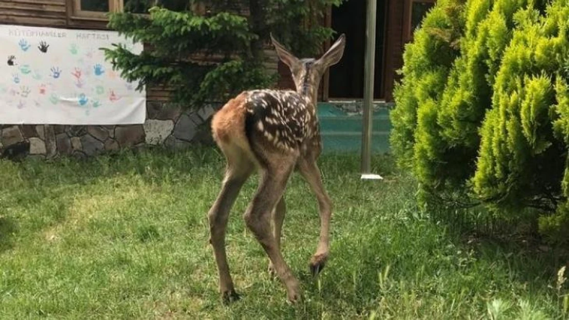 Annesi bulunamayan kızıl geyik koruma altına alındı