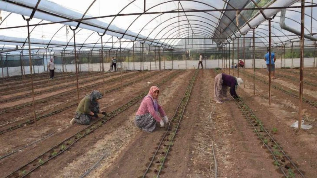 Antalya'da 62 milyon 500 bin domates fidesi toprakla buluşuyor