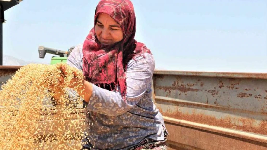 Antalya'da buğday hasadı başladı