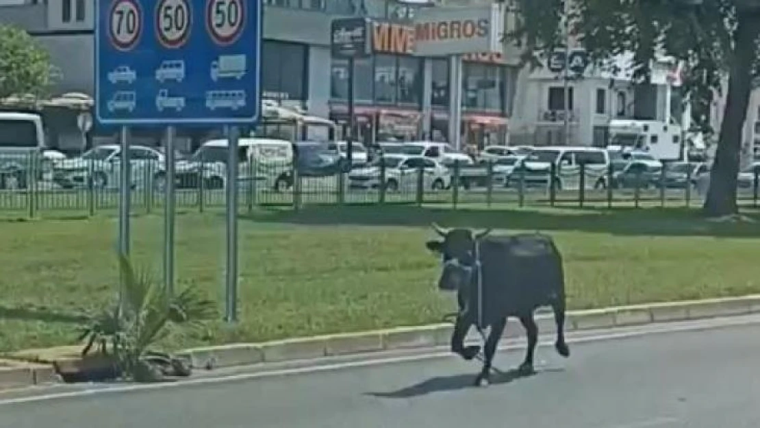 Antalya'da firari kurbanlıklar bayramı beklemedi