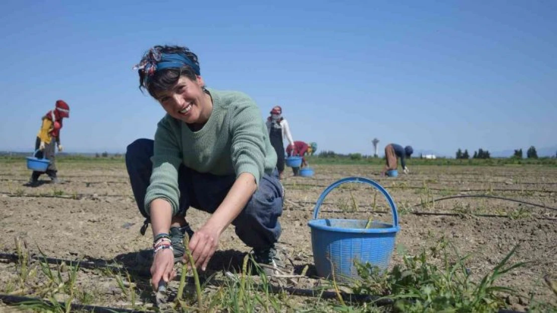 Antalya'da ilk kuşkonmaz hasatını gerçekleştiren kadın, çiftçi Avrupa ülkelerine satışlara başladı