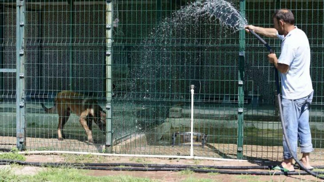 Antalya'da kavurucu sıcaklarda sokak hayvanları için VIP hizmet