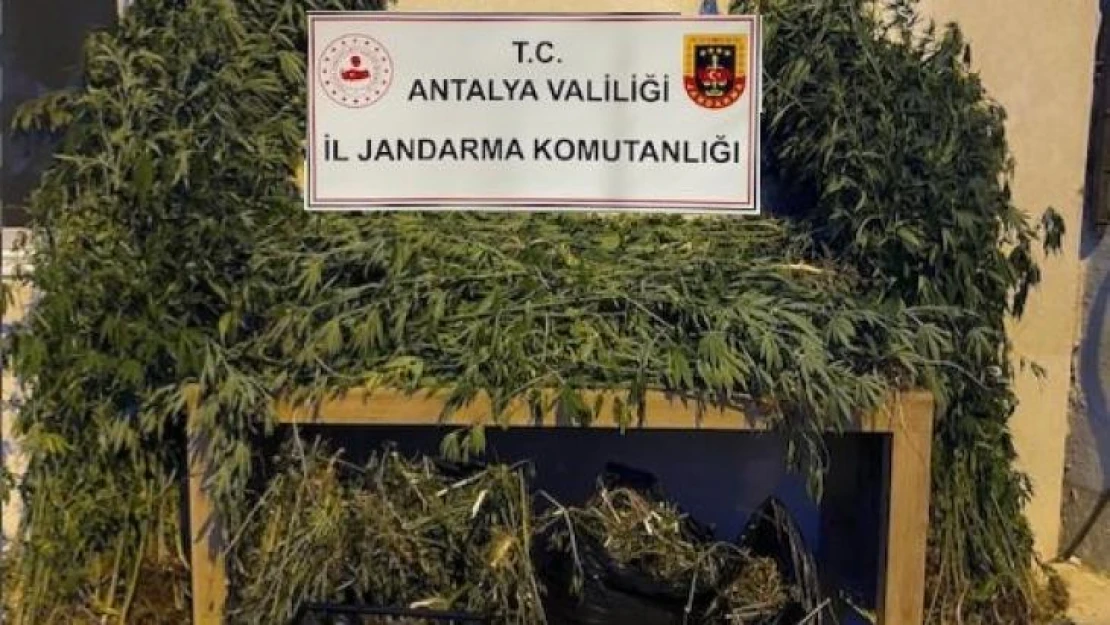 Antalya'da ormanlık alana ekili bin 115 kök kenevir ele geçirildi