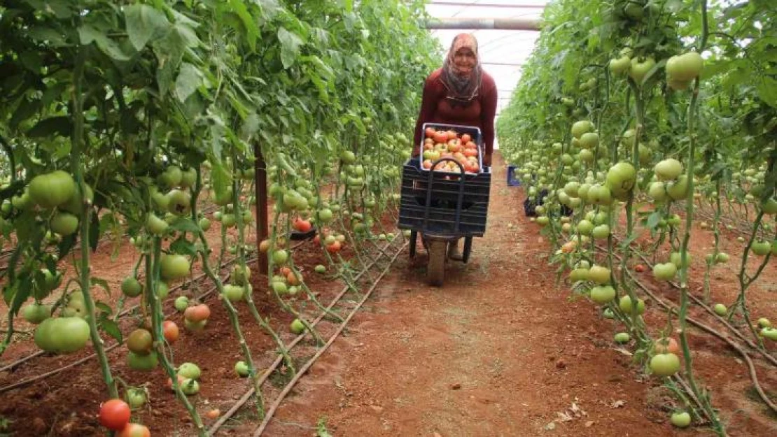 Antalya'da serada 40 dereceye yaklaşan sıcaklıkta domates hasadı