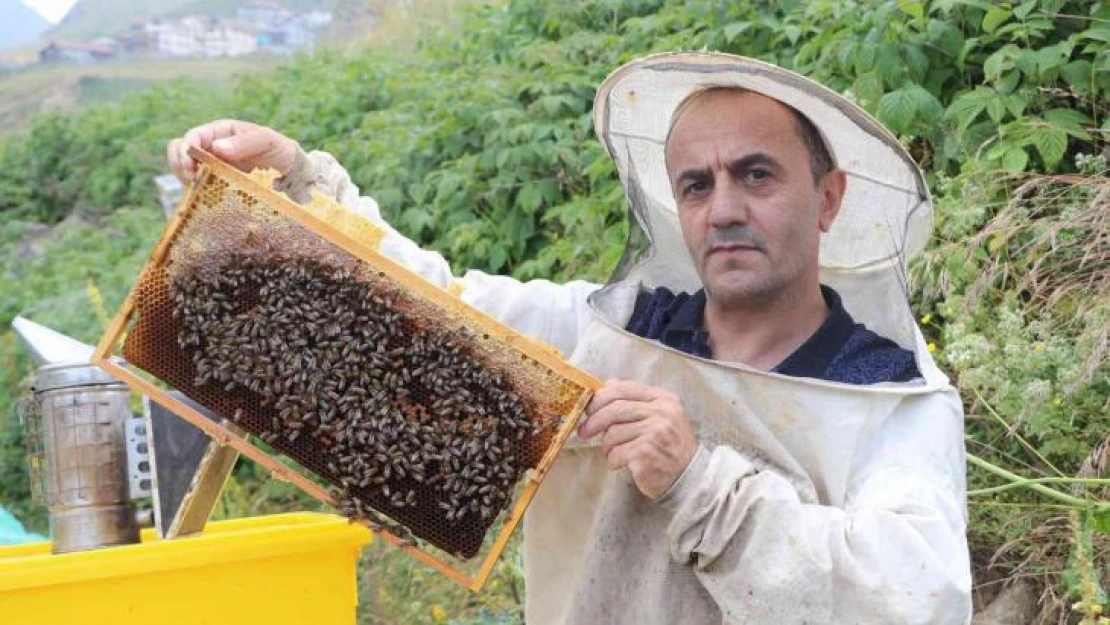 Anzer Balı'nda bal sağımı gerçekleştirildi