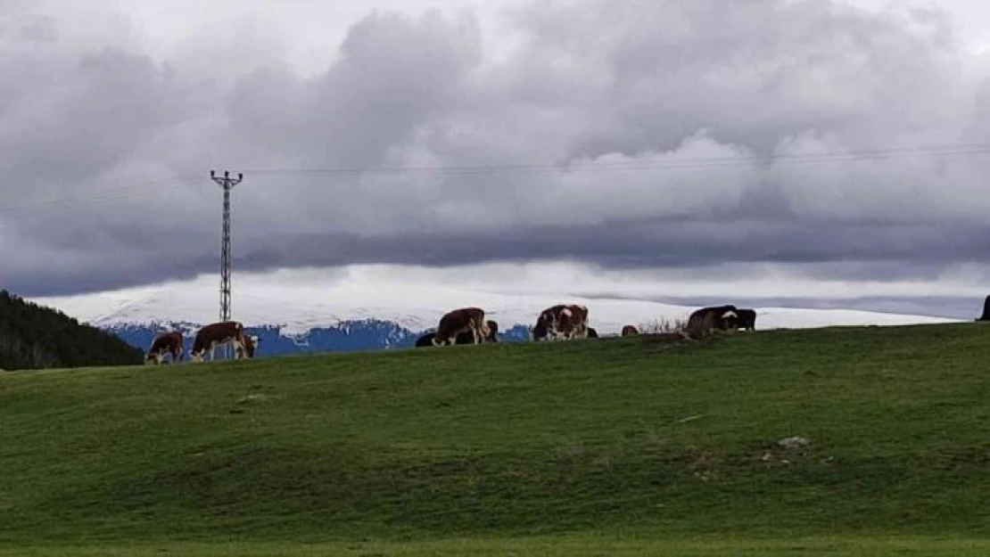 Ardahanlı besiciler, çetin kış sonrası meraya indi