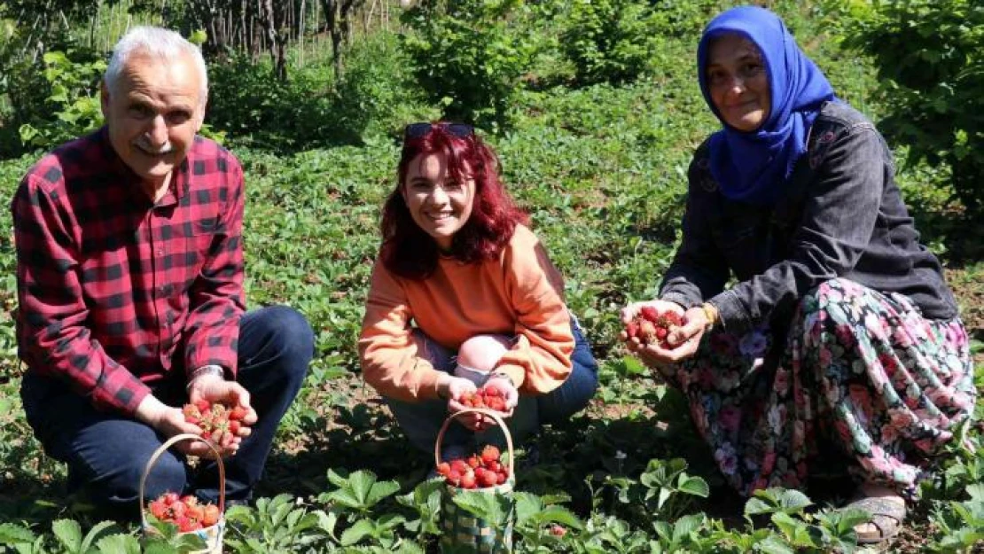 Aromasıyla sofraları süsleyen Zonguldak Ereğli çileğinde hasat başladı