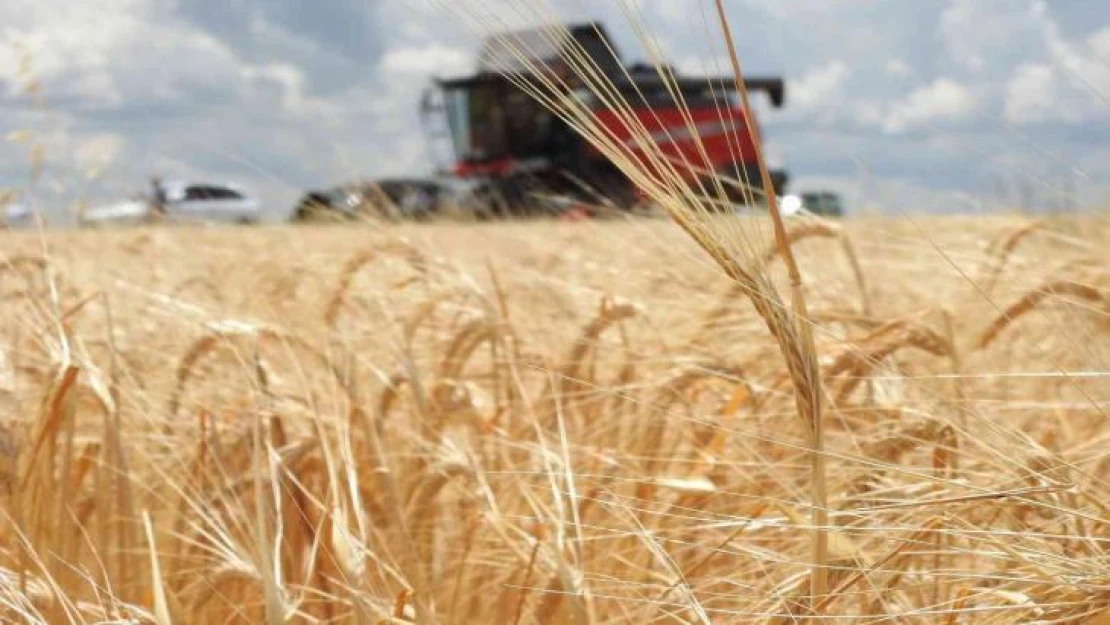 Arpanın merkezi Edirne'de verim üreticinin yüzünü güldürüyor