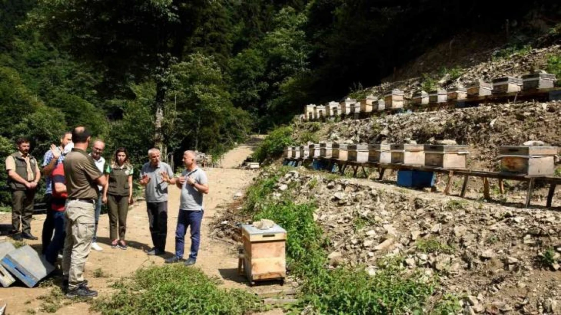 Artvin'de bal ormanları arıcıların hizmetine açılmaya devam ediyor