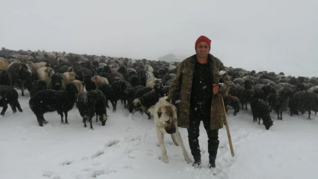 Artvin'de Mayıs ayında kar yağdı, sürü sahipleri kışlanın yolunu tuttu