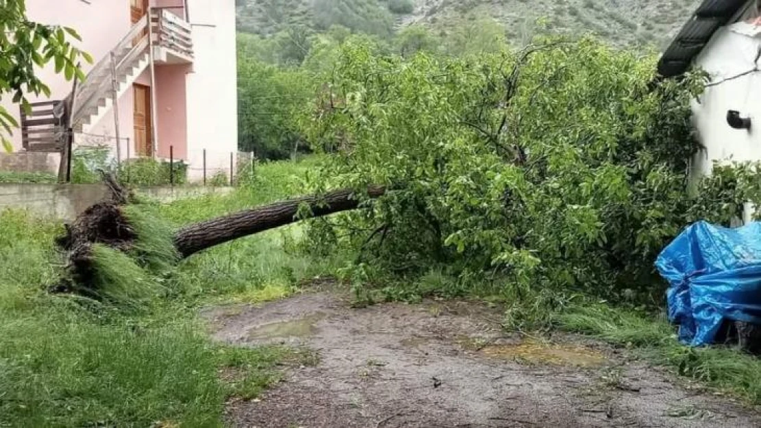 Artvin'de şiddetli rüzgar ağaçları devirdi, çatıları uçurdu