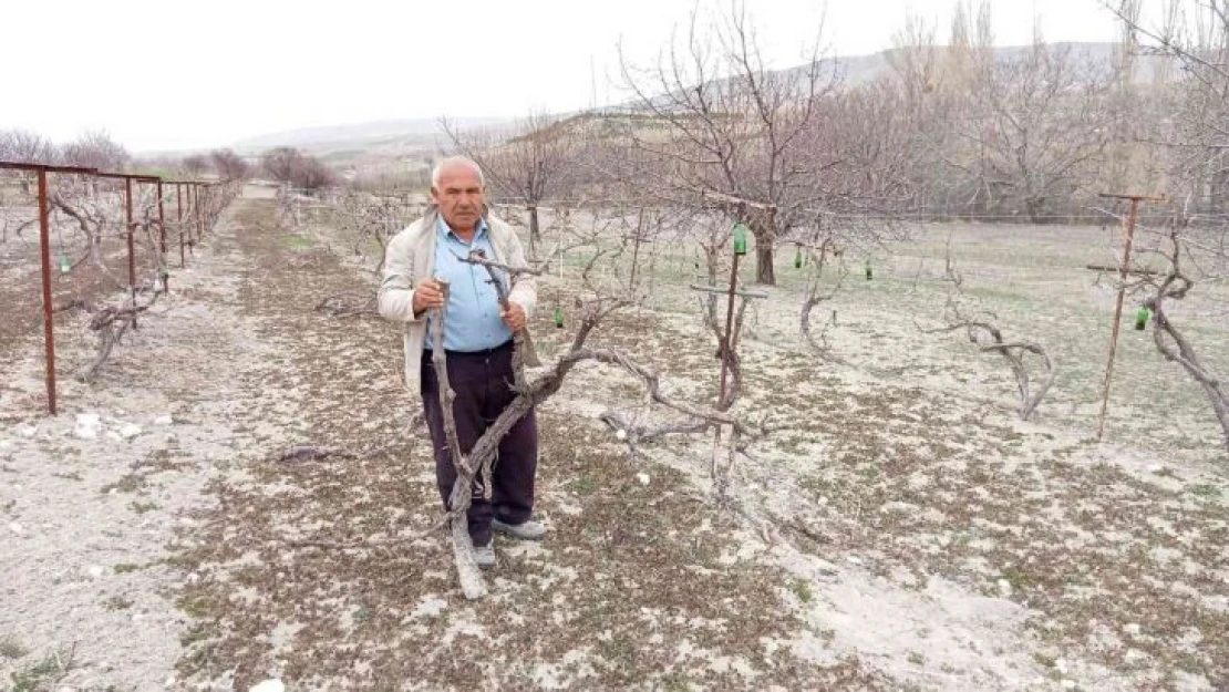 Aşı için çubukları zamansız kesilen 170 kök üzüm kurudu