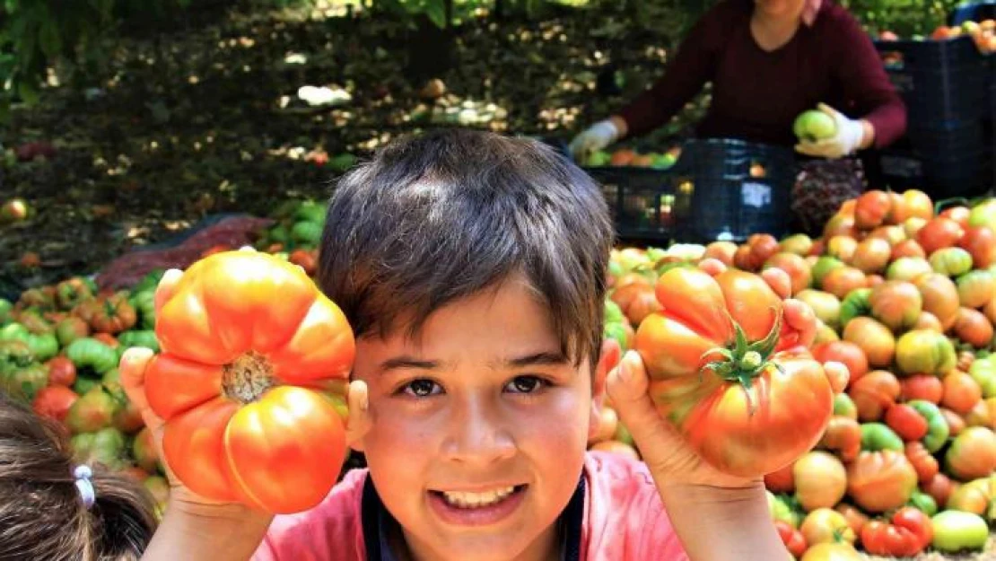 Ata tohumu bereketi: 6 aydır domates hasadı yapıyor bitmek bilmiyor