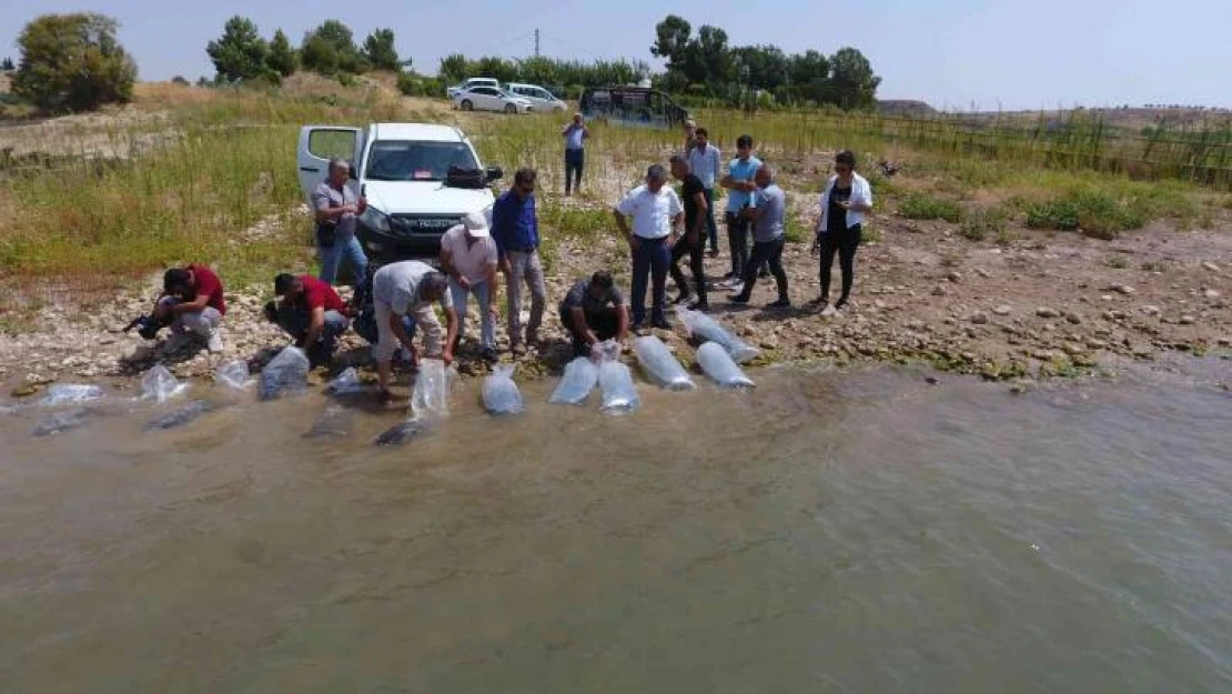 Atatürk Baraj Göleti'ne 4 milyon balık bırakıldı