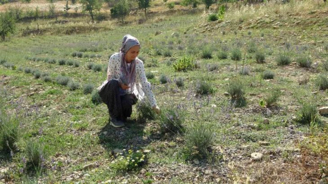 Atıl araziyi lavanta üretimine kazandırdı