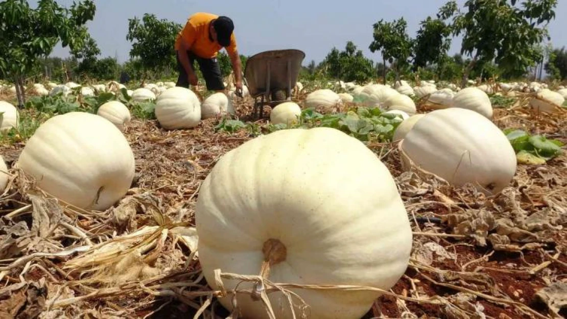 Avokado bahçesinde tonlarca kabak yetiştirdi