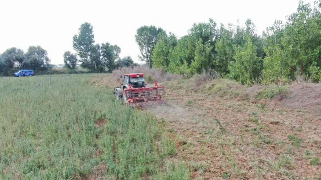 Ayçiçeği değil kenevir tarlası: 107 bin kök ele geçirildi