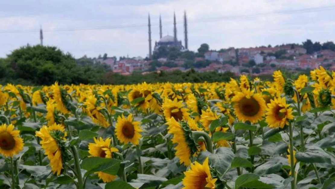 Ayçiçeğinde son 10 yılın en yüksek verimi bekleniyor