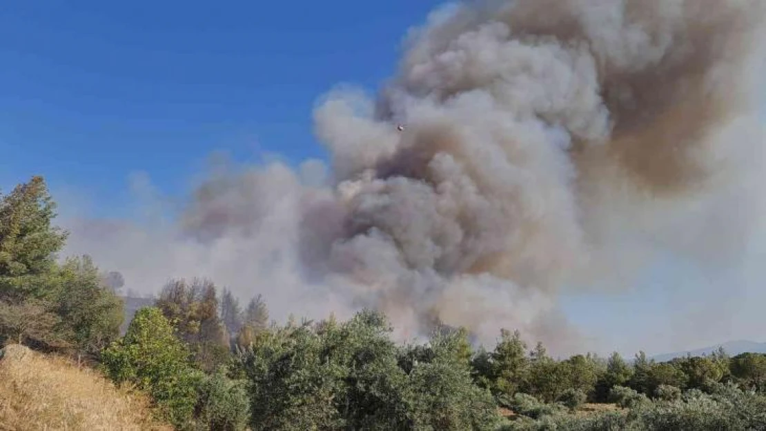 Aydın'da orman yangınına havadan ve karadan müdahale ediliyor