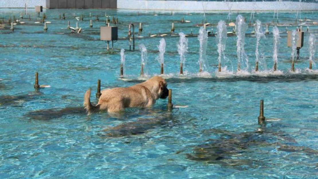 Aydın'da sıcaktan bunalan köpeğin havuz keyfi