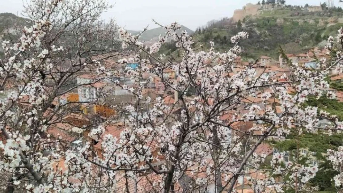 Badem ağaçları bu yıl zamanında çiçek açtı