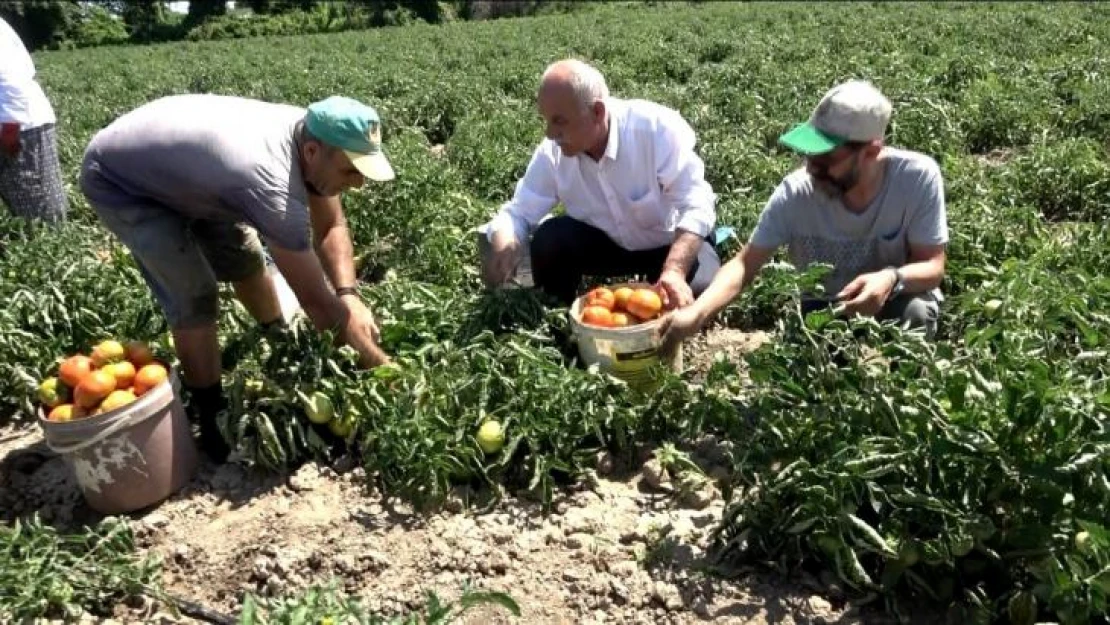 Bafra Ovası'nda domates hasadı başladı