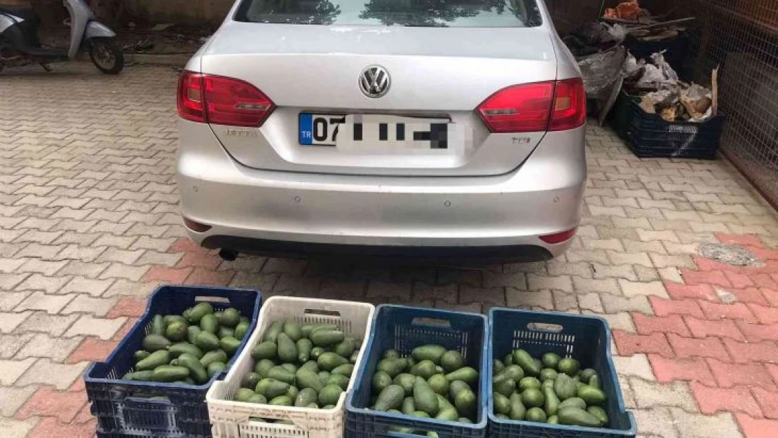 Bahçeden 4 kasa avokado çalan hırsızlık şüphelisi yakalandı