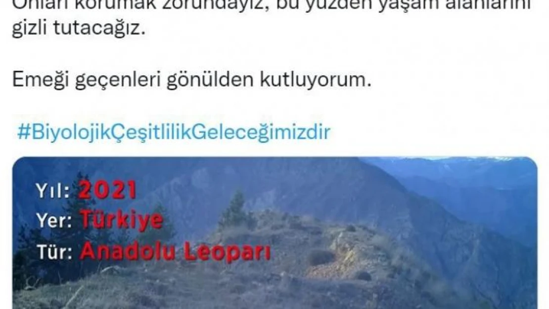 Bakan Kirişci'den 'Anadolu Leoparı' paylaşımı