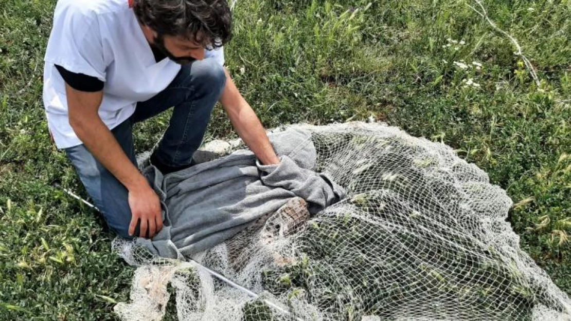 Balıkçı ağıyla yakalanan vaşak telef oldu, tahnit edilerek sergilenecek