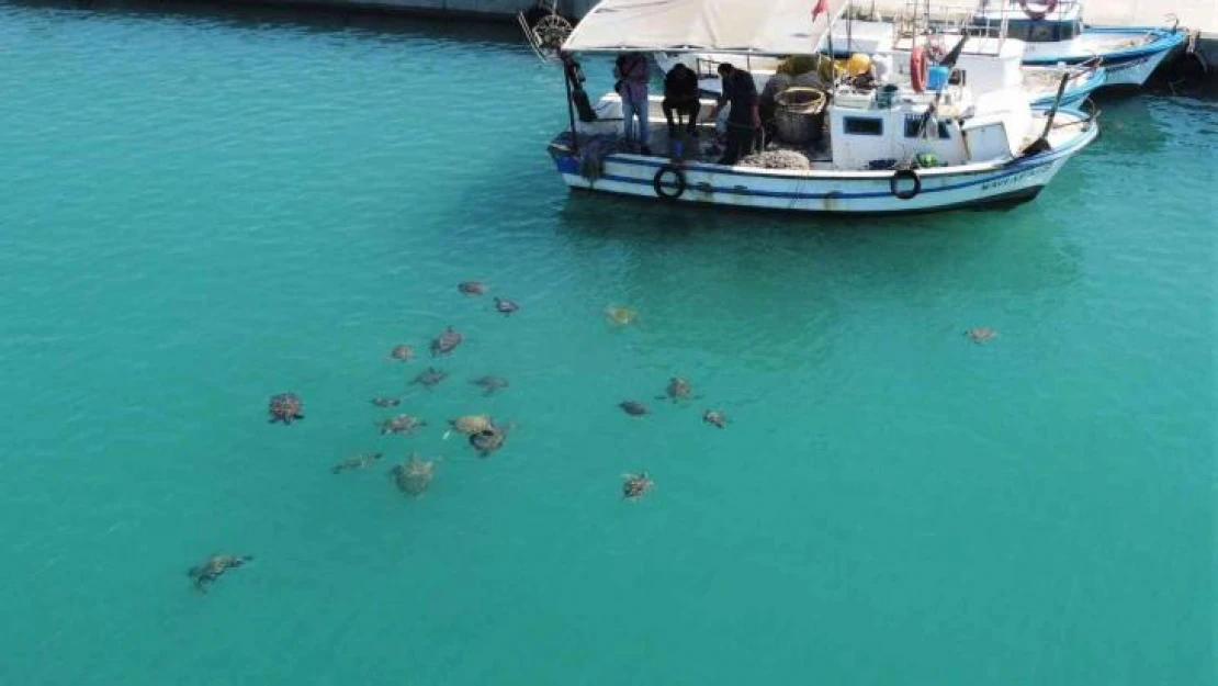 Balıkçıların dostu caretta carettalar döndü, bu kez kat kat fazla