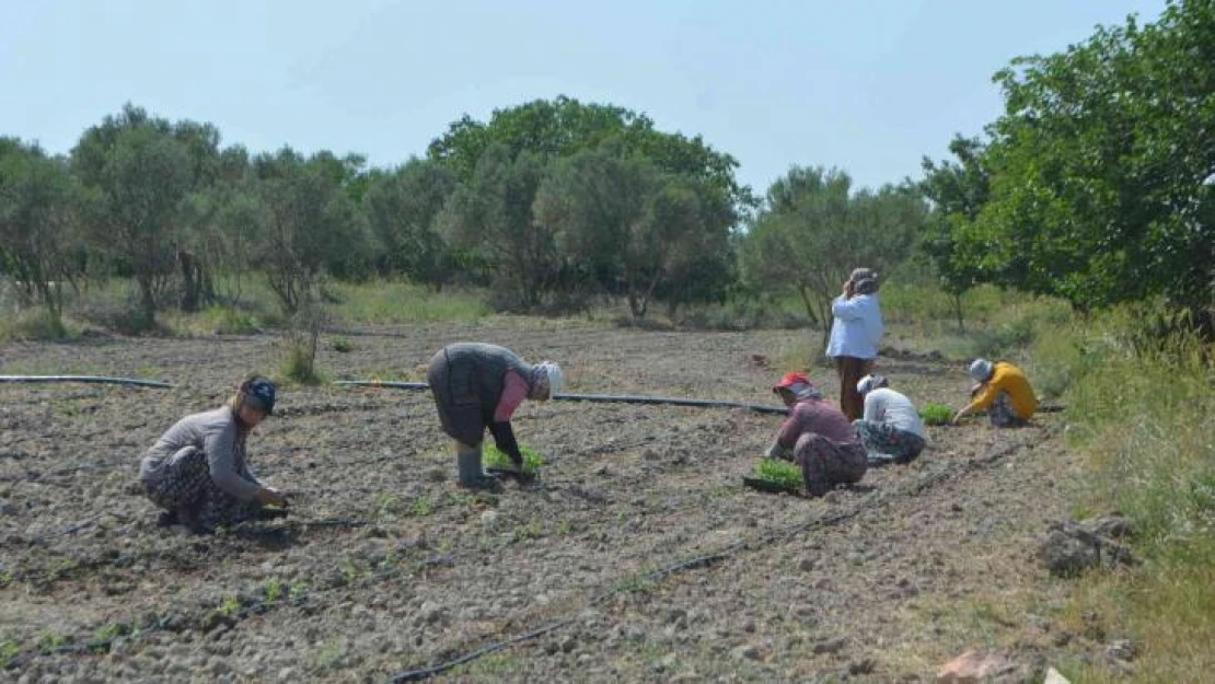 Balıkesir'de 50 bin stevya bitkisi toprakla buluştu