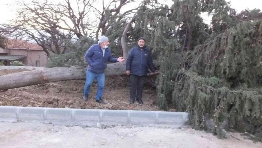 Balıkesir'de asırlık servi ağacı rüzgara dayanamadı