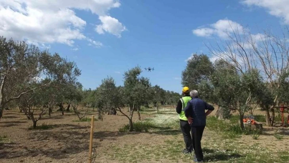 Balıkesir'de zeytin ilaçlamasında dron kullanılmaya başlandı