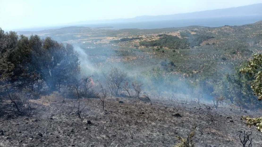 Balıkesir'deki zeytinlik yangınına havadan müdahale edildi