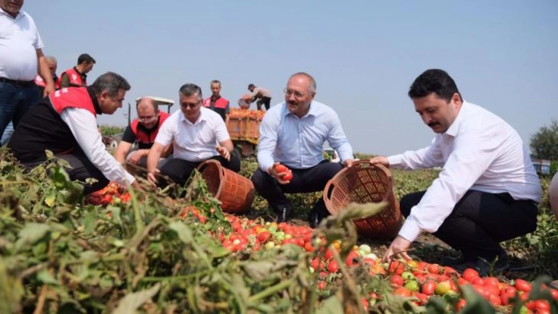 Balıkesir tarlalarında domates hasadı zamanı