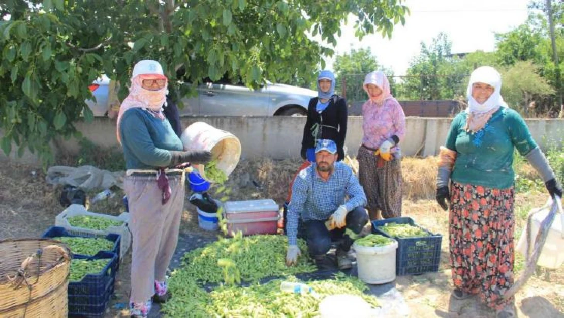 Bamya üreticileri aracılardan dertli