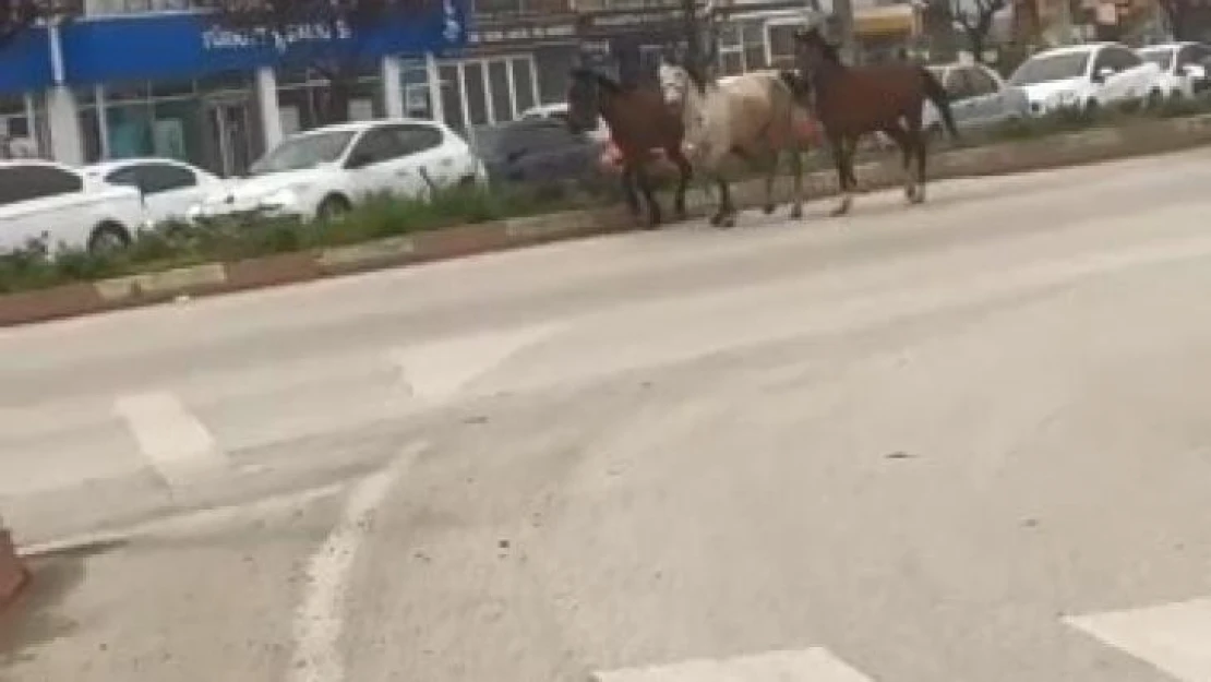 Başıboş atlar karayolunda kazaya davetiye çıkardı