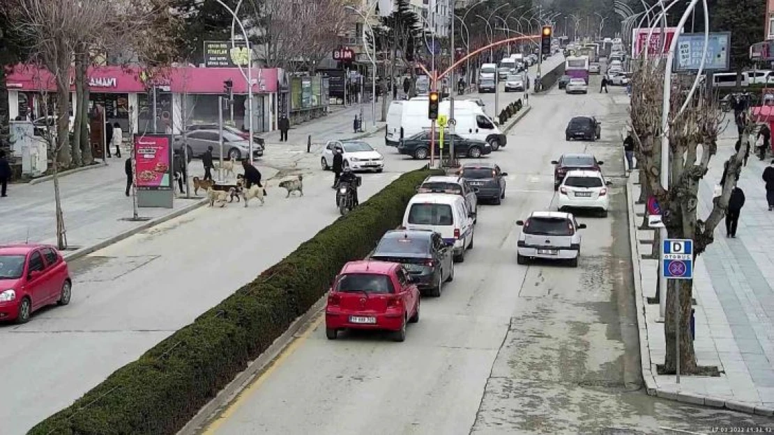 Başkan yardımcısı saldırıya uğrayan köpeği böyle kurtardı