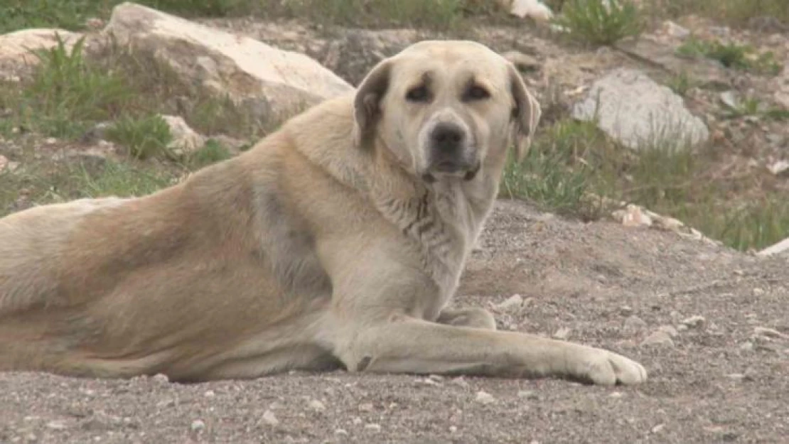 Başkentteki başıboş köpek saldırısında yeni görüntüler ortaya çıktı