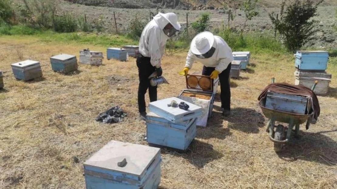 Batman'da kara kovan bal üreticileri hasada başladı