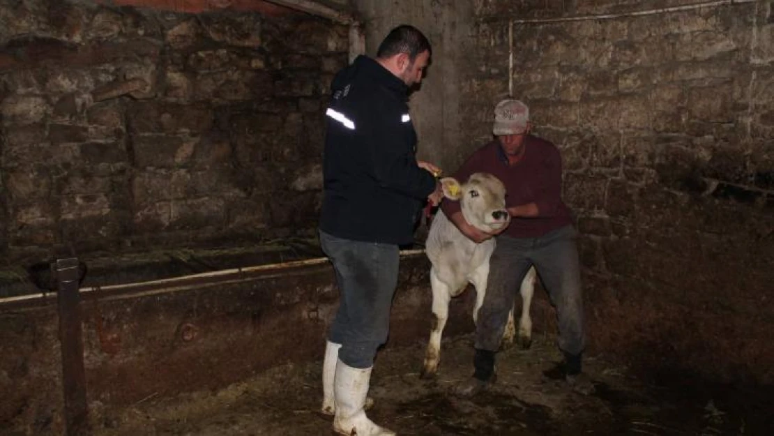 Bayburt'ta Kurban Bayramı öncesi büyükbaş hayvanlar aşılanıyor