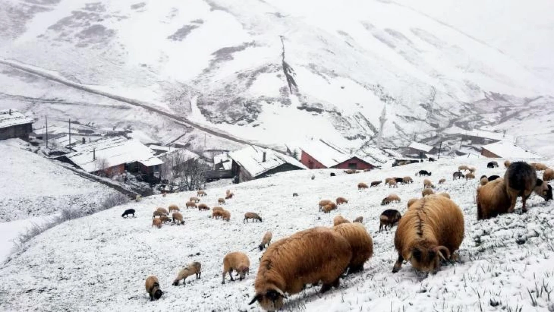 Bayburt - Trabzon arasındaki yaylalarda kar yağışı etkili oldu