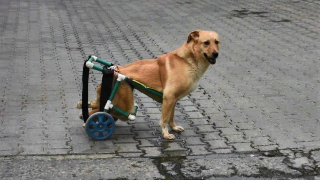 Beli kırılan sokak köpeği tekerlekli düzenekle yeniden yürüdü