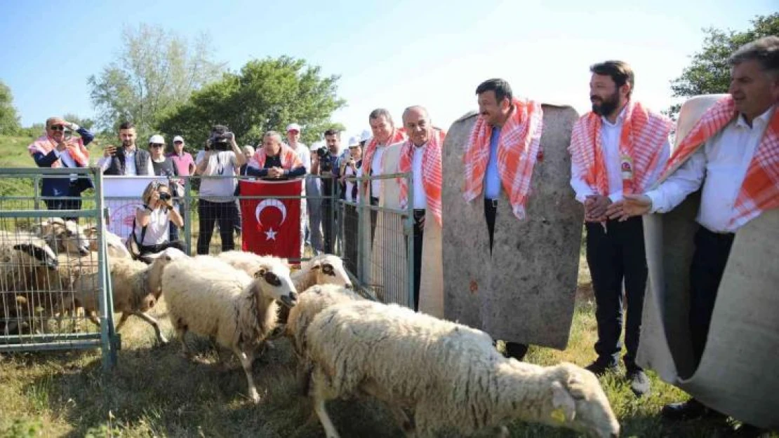 Bergama'da hayvan otlatma sezonu açıldı