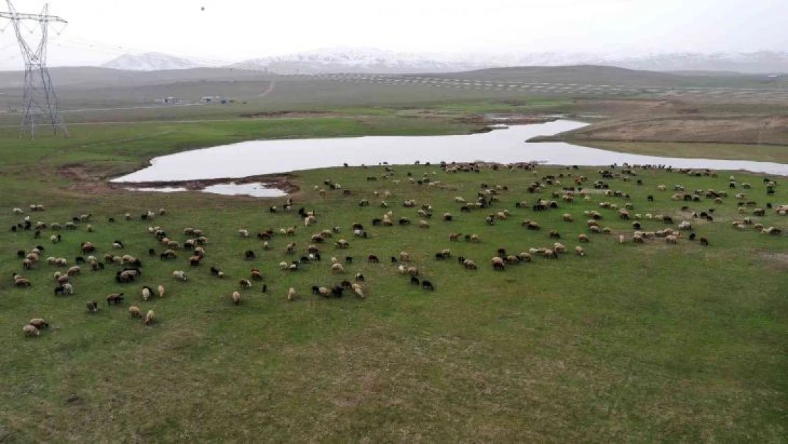 Beyaz örtünün kalkmasıyla canlanan Muş Ovası hayvancılıkla şenlendi