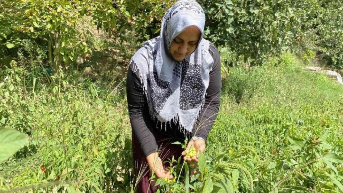 Beykoz'da ailesi için ektiği sebzeler gelir kapısı oldu